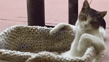 科学证明越养猫越找不到对象！