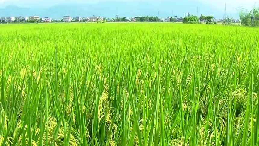 湖南：70年湖南成就权威发布 农业农村专场（一） 70年湖南粮食总产量六次飞跃