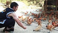 怀化 狐狸都抓不住的侗家锅贴鸡