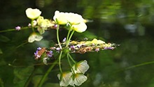 会开花的水生植物有哪些？