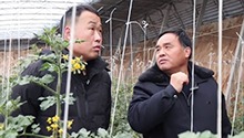 农艺师入棚“支招” 全力守护“菜篮子”