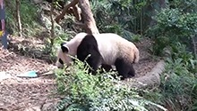 大熊猫“叻叻”即将回国 新加坡民众送别