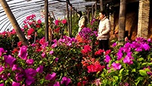 千城百县看中国｜河北临城：大棚花卉 冬日飘香