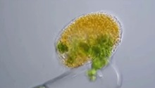 什么是“食脑虫”？