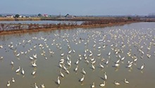 东洞庭东古湖：近4000只小天鹅在此越冬