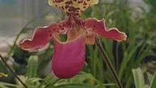 揭开兰花种类之谜