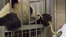 会画画的大熊猫“阳阳”