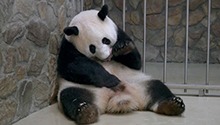 旅俄大熊猫“丁丁”“如意”的浪漫之旅