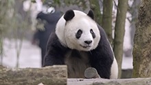 风靡比利时的“大熊猫奥斯卡奖”